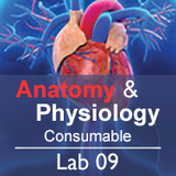 Anatomy & Physiology Lab 09: The Muscular System - Consumable
