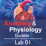 Anatomy & Physiology Lab 01: Anatomical Language - Durable
