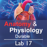Anatomy & Physiology Lab 17: Global Health - Durable