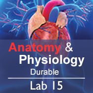 Anatomy & Physiology Lab 15: The Digestive System - Durable