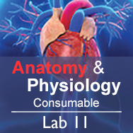 Anatomy & Physiology Lab 11: The Nervous System - Consumable