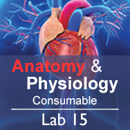 Anatomy & Physiology Lab 15: The Digestive System - Consumable