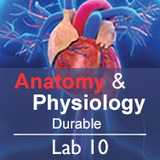 Anatomy & Physiology Lab 10: Biomechanics - Durable