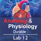 Anatomy & Physiology Lab 12: The Endocrine System - Durable