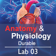 Anatomy & Physiology Lab 03: Homeostasis - Durable