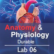 Anatomy & Physiology Lab 06: Cytotoxicity - Durable