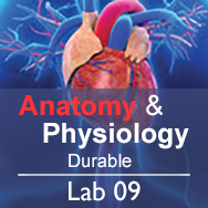 Anatomy & Physiology Lab 09: The Muscular System - Durable