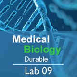 Medical Biology Lab 09: Carrying Capacity  - Durable